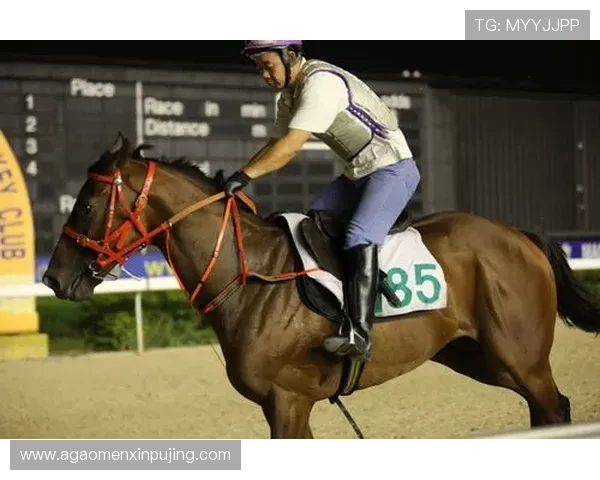 澳门赛马日精彩赛事全攻略助你轻松掌握赛马最新动态与投注技巧